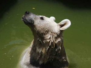 животные 051