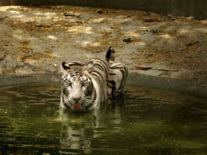 животные 053