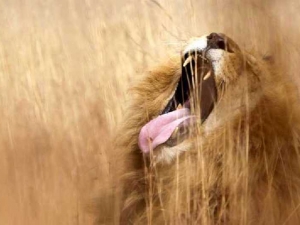 животные 054