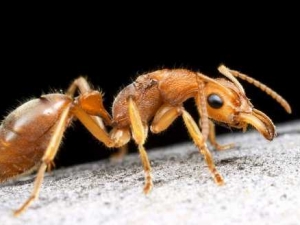 насекомые 063