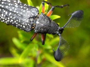 насекомые 064