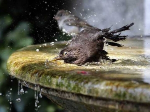 животные 055