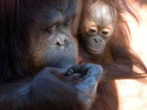 животные 056