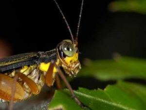 насекомые 065