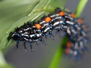 насекомые 066