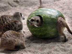 животные 058