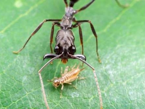 насекомые 067