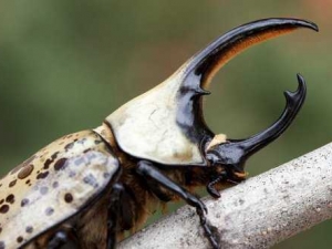 насекомые 068