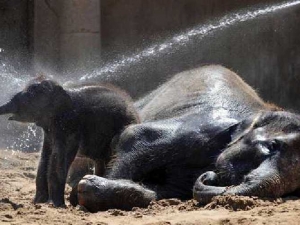 животные 060