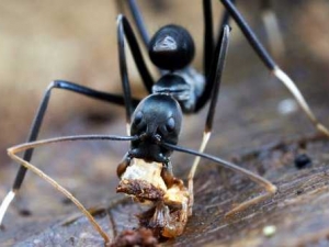 насекомые 069