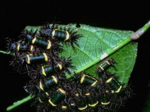 насекомые 070