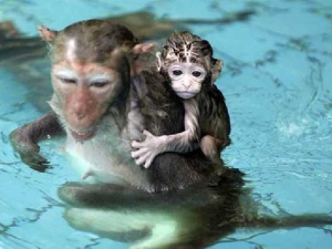 животные 061