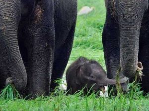 животные 062