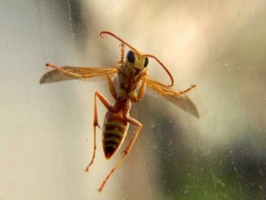 насекомые 071