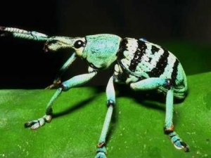 насекомые 072