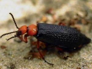 насекомые 073