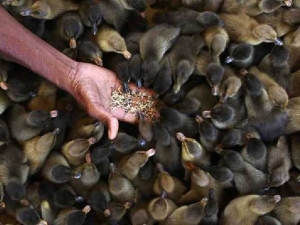 животные 063