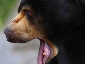 животные 064