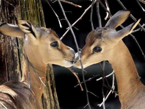 животные 065