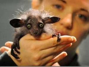 животные 066