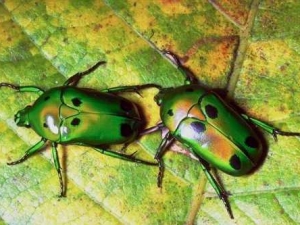 насекомые 074