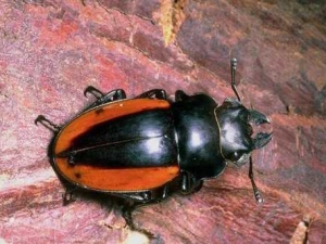 насекомые 075