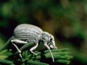 насекомые 076