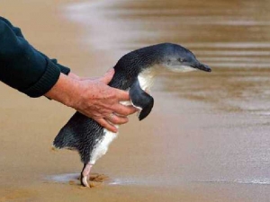 животные 067