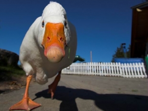 животные 068