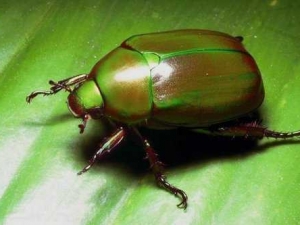 насекомые 078