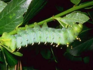 насекомые 079