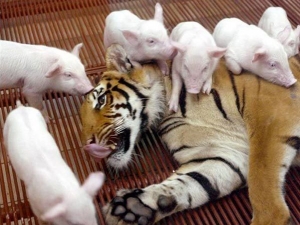 животные 069