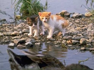 ������ 10