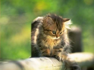 ������ 14