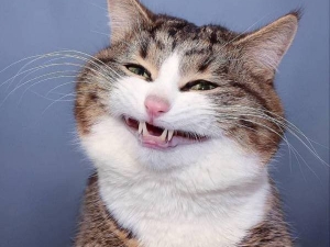 ������ 18