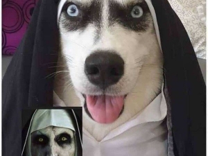 животные 074